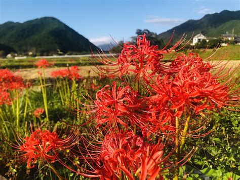 彼岸花開花